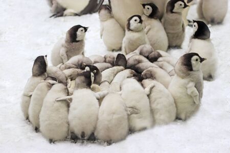 group of emperor penguin chicks gathering aganist the cold and the frostywindの写真素材