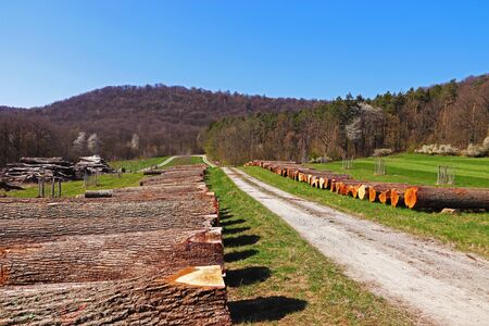 two long rows of hardwood trunks waiting for a wood auction on a meadow beside woodland