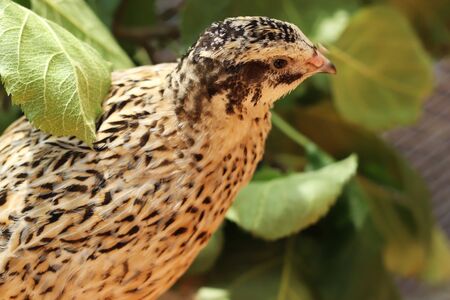 young japanese quail looking out between the leaves of a branch, close-up with copy space