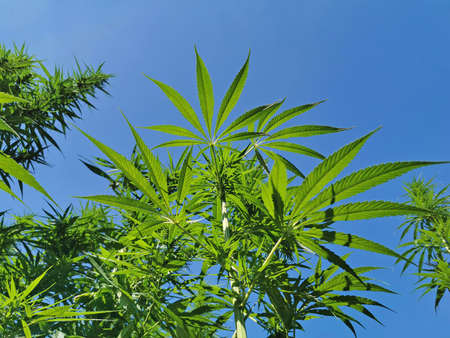 low angle view of hemp plants in front of a clear blue sky, background with copy spaceの写真素材