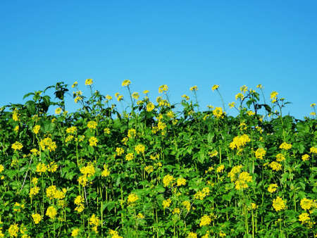 blooming green manure field with yellow mustard plants in front of blue sky