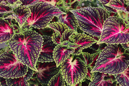 close-up of multi colored leaves of a variegated nettle