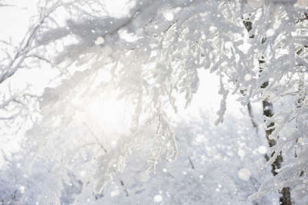 Tree branch covered with snow in winterの写真素材
