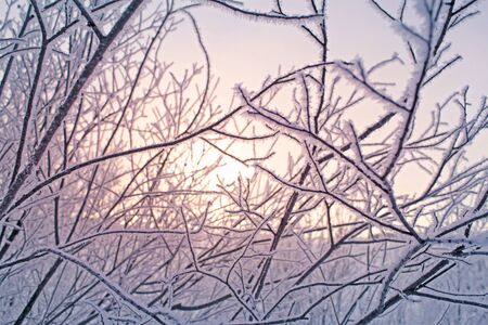 The pattern of the branches of trees covered with frost. Yellow, golden sunset, the dawn light. Sunny rays flare. Texture winter background. Copy space.の写真素材