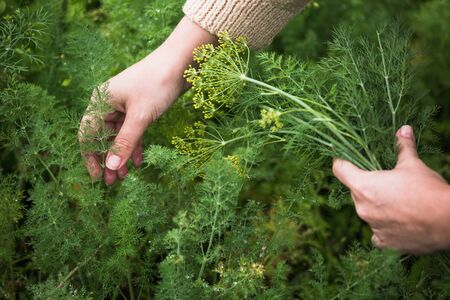 Close-up of female hands with vegetables and green.の写真素材
