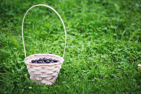 Basket with berries black currant in the garden.の写真素材