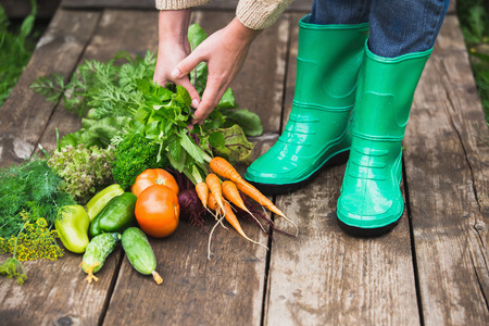 Woman in rubber boots in the garden with vegetables. Season harvesting.の写真素材