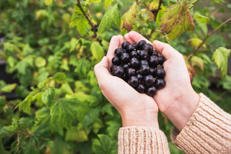 Woman holds a black currant berries in her hands. Gardening, harvesting.の写真素材