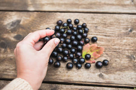 Woman holds a black currant berries in her hands. Gardening, harvesting.の写真素材