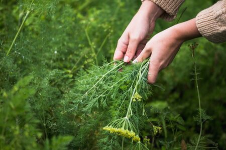 Close-up of female hands with vegetables and green.の写真素材