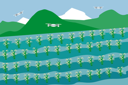 Control of rice cultivation in the mountains. Smart autonomus copters take information about plants. Internet of things in agriculture. Vector illustration.のイラスト素材