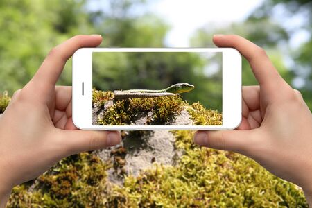 Female hands with a smartphone close-up. Photographing a small lizard on the rocks.の写真素材