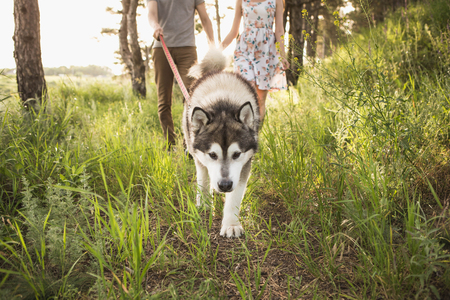 Couple with a dog, Husky Malamute, sunset forestの写真素材