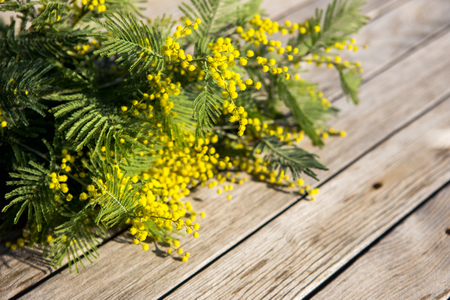A bouquet of yellow mimosa flowers on a wooden background. Background is a symbol of spring.の写真素材