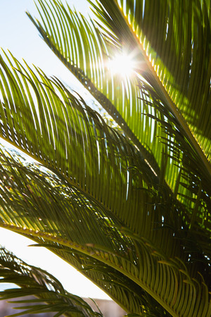 Palm leaves close-up, sunny day. The sun on the green leaves of the palm. Nature background, pattern.の写真素材