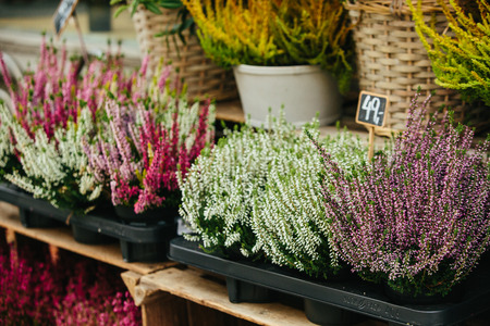 Flowers are near a flower shop on a city street.の写真素材