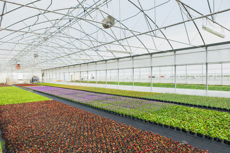 Modern greenhouses for growing flowers. Floriculture industry