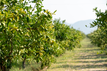Organic fruit farm. Ecological agriculture and farmingの写真素材