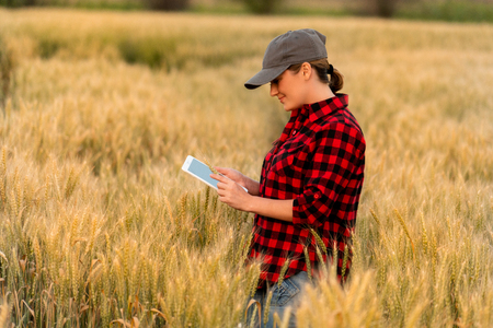 A woman farmer examines the field of cereals and sends data to the cloud from the tablet. Smart farming and digital agriculture.の写真素材