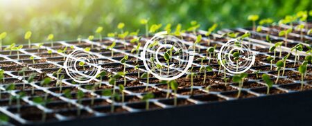 Microgreen. Smart farming and digital agricultureの写真素材