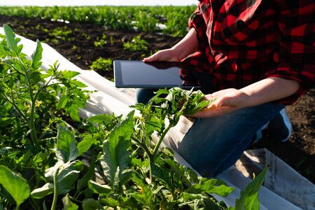 A woman farmer with digital tablet on a potato field. Smart farming and digital transformation in...