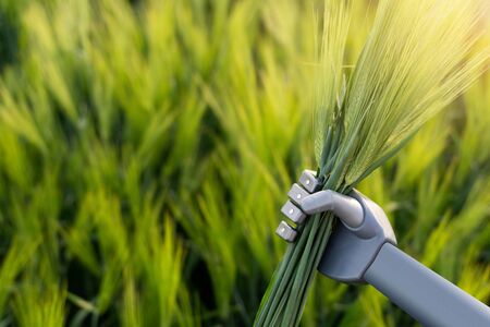 Robot holds ears of rye in his handの写真素材