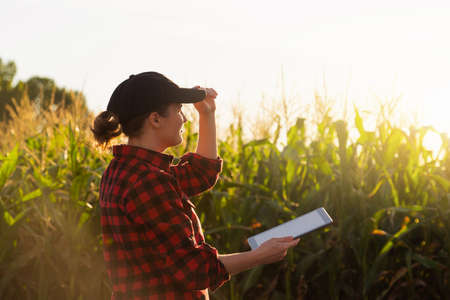Woman farmer with a digital tablet at wheat corn at sunset. Smart farming and precision agricultureの写真素材