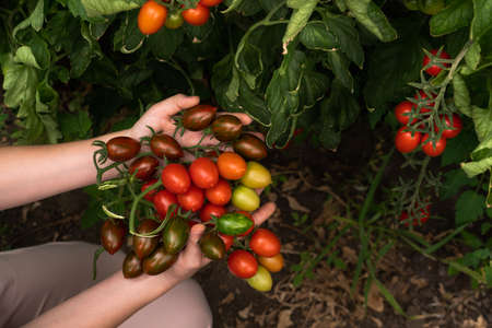 A woman farmer with cherry tomatoes in a greenhouse. Organic farm.