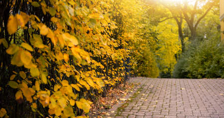 Autumn city street in Europeの写真素材