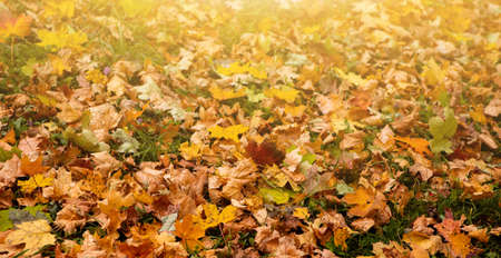 Autumn foliage in the park
