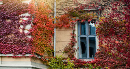 Wall of the house is covered with ivy. Autumn cityの写真素材