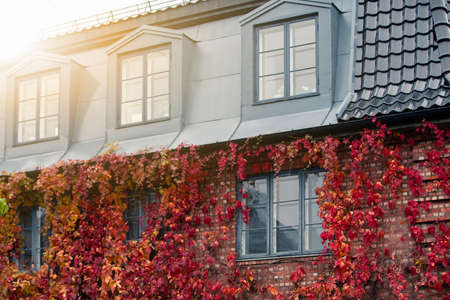 Wall of the house is covered with ivy. Autumn cityの写真素材