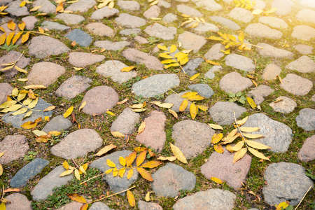 Autumn fallen leaves on paving stonesの写真素材