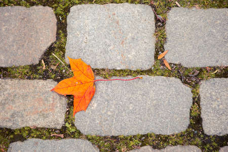 Autumn fallen leaves on paving stones