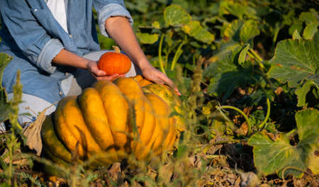 Farmer with pumpkin on a pumpkins field at sunsetの写真素材