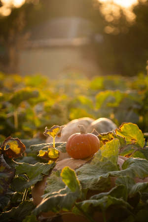 Pumpkins on an agricultural field at sunset