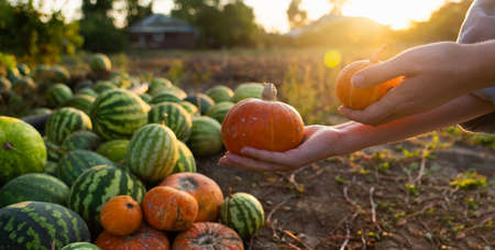 Farmer with pumpkin on a pumpkins field at sunset