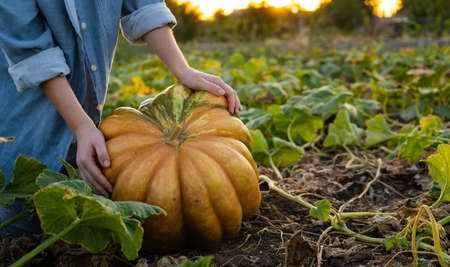 Farmer with pumpkin on a pumpkins field at sunset