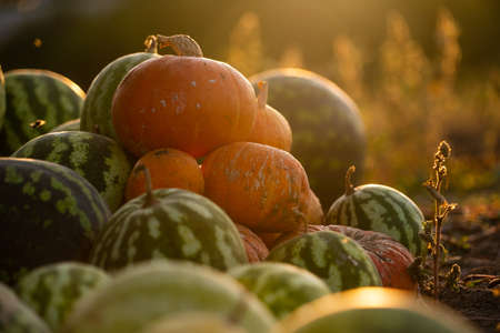 Pumpkins on an agricultural field at sunset