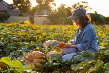 Farmer with pumpkin on a pumpkins field at sunsetの写真素材