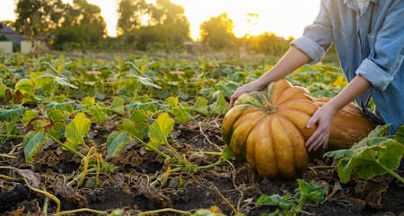 Farmer with pumpkin on a pumpkins field.の写真素材
