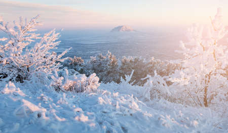 Close-up of frosty trees in winter mountains