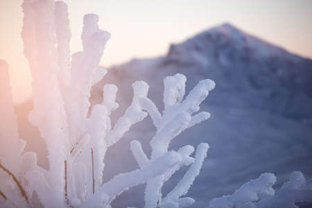 Close-up of frosty trees in winter mountainsの写真素材