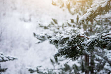 Close-up of frosty trees in winter mountainsの写真素材