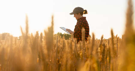 A woman farmer examines the field of cereals and sends data to the cloud from the tablet. Smart...