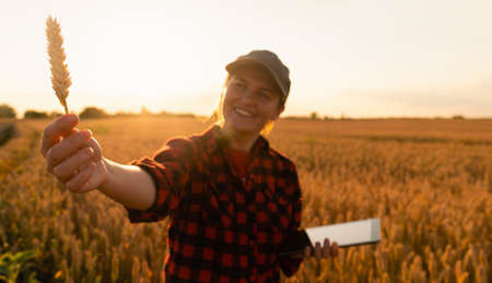 A woman farmer examines the field of cereals and sends data to the cloud from the tablet. Smart farming and digital agriculture.の写真素材