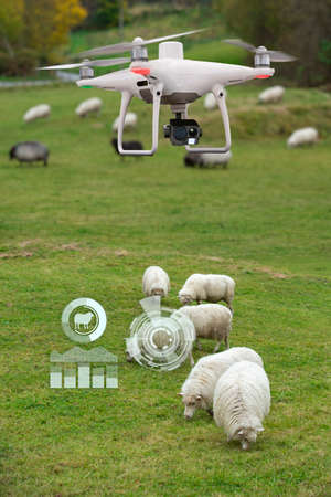 Agricultural drone watching a herd of sheep. Smart farmingの写真素材