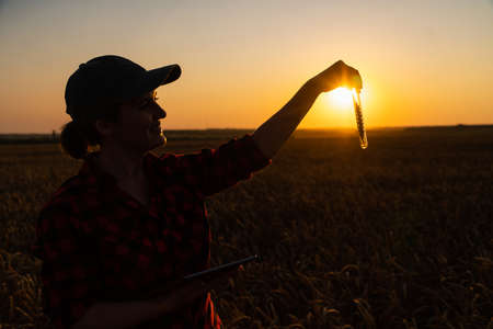 A woman farmer with a digital tablet holds an ear of wheat in a test tube in her hand.の写真素材