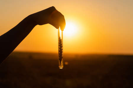 A woman farmer with a digital tablet holds an ear of wheat in a test tubeの写真素材