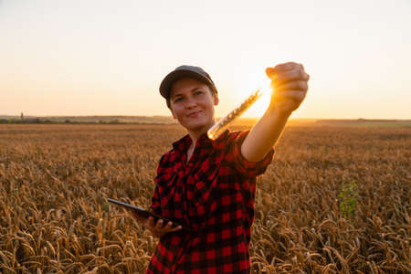 A woman farmer with a digital tablet holds an ear of wheat in a test tubeの写真素材